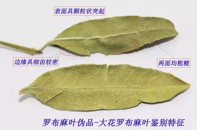罗布麻叶的功效与现代研究