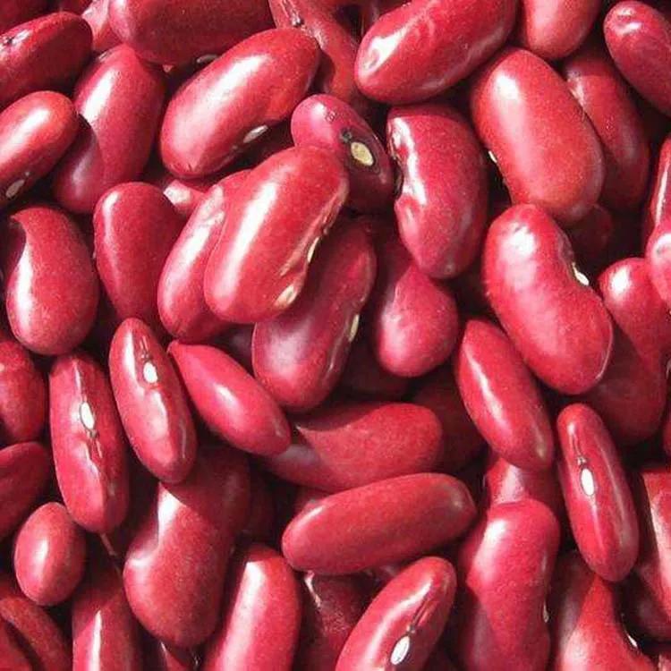 红芸豆的营养价值与食用功效
