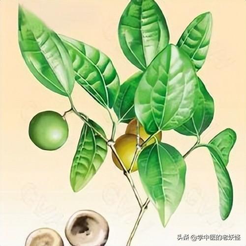 马钱子的功效与作用（散结消肿，通络止痛）