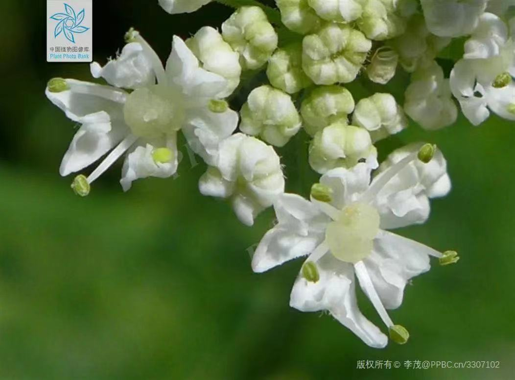 白芷的功效与文献论述