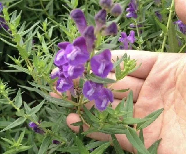黄芩的作用与功效（清热燥湿）