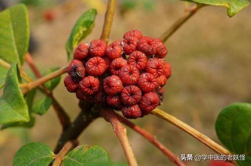 吴茱萸的功效与作用