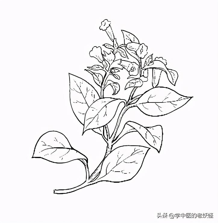 青黛的功效与作用（清肝火、泻肺热）