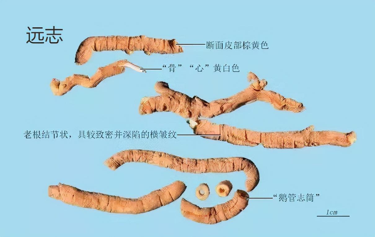 远志的功效与作用以及主治病证