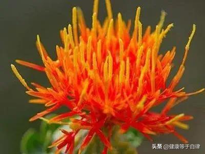 藏红花的功效与作用以及适宜人群