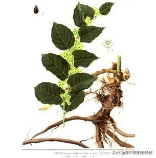 虎杖的功效与作用和典籍记载