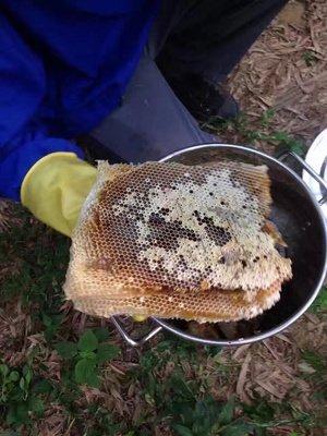 蜂蜜的种类有哪些，蜂蜜品种是怎样分类的