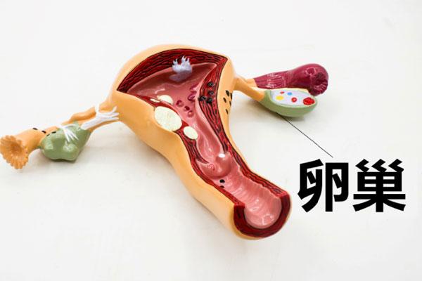 不排卵怎么办，女性卵巢不排卵的7种原因