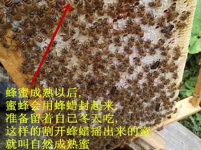 蜂蜜的种类有哪些，蜂蜜品种是怎样分类的