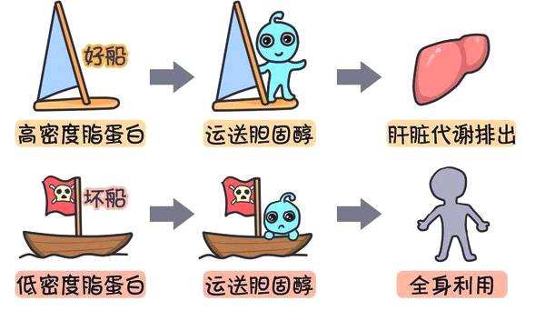 高密度脂蛋白偏低什么意思，如何正确控制血脂