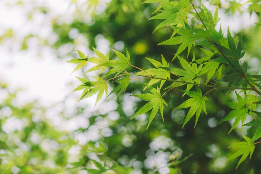 治疗湿疹的中药，湿疹常用36味中药